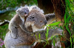 Wohnmobil mieten in Australien