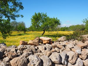 olive-tree-1090267_1280